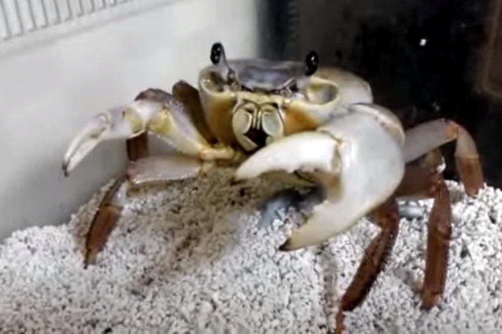 Jede kao aristokrata: Da li neko zna većeg gospodina od Drakčeta krapčeta? (VIDEO)