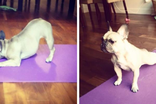 13 ljubimaca koji su postideli gazde svojim vežbama! (FOTO) (VIDEO) (GIF)