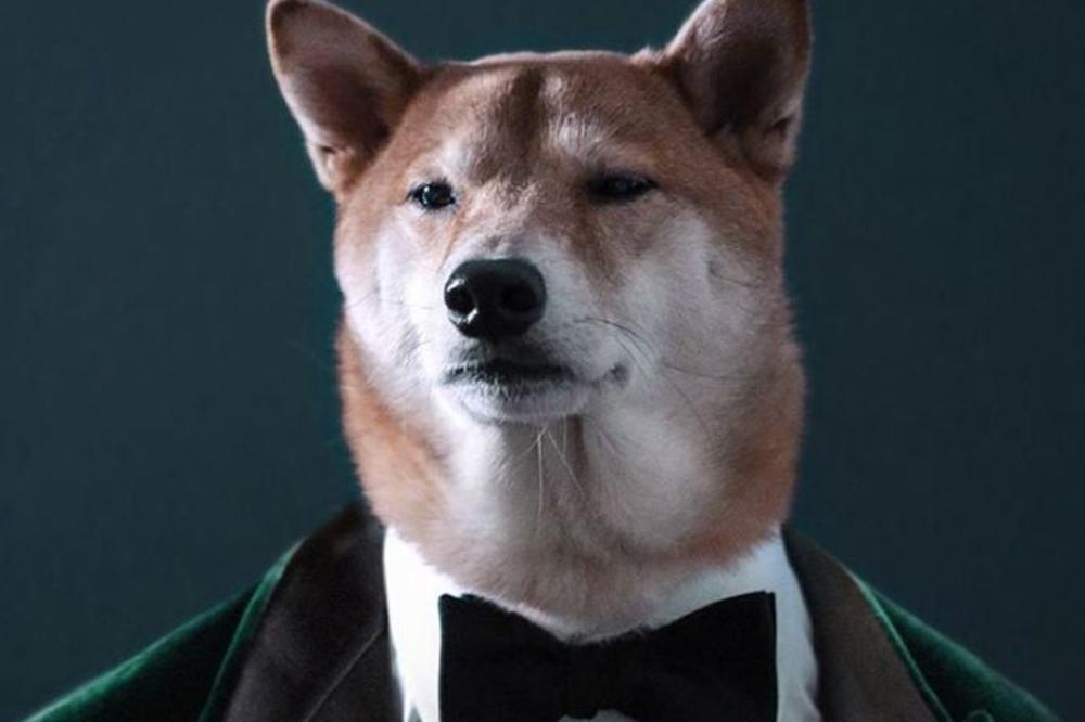 16 dokaza da je ova njuška najelegantniji model na svetu! (FOTO) (VIDEO)