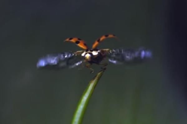 BUBAMARE PRENOSE POLNE BOLESTI? Ljudi u panici, a onda je stiglo OBJAŠNJENJE naučnika