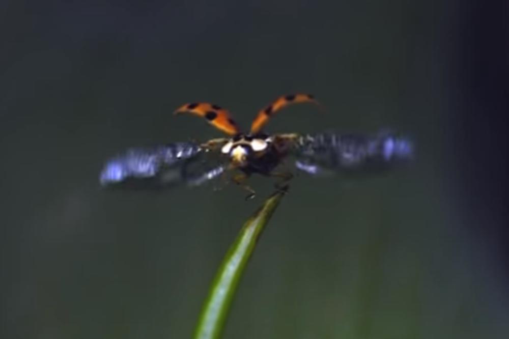 Let, let, bubamaro... Usporeni snimak pokazuje koliko je ova buba graciozna! (VIDEO)