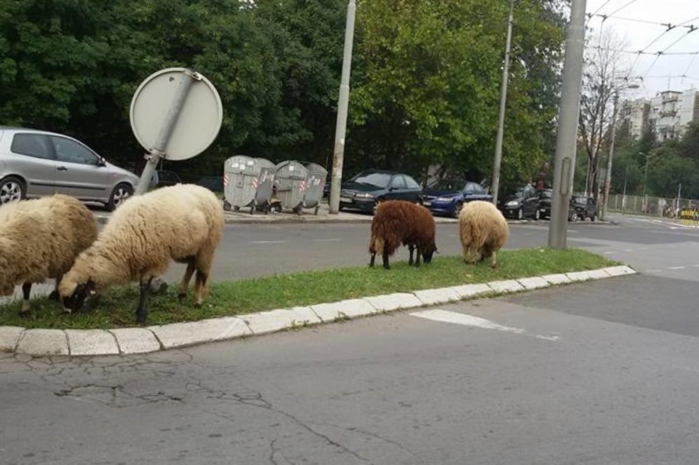#Onokad sa sela dođeš u BG pa povedeš i ovce! (FOTO)