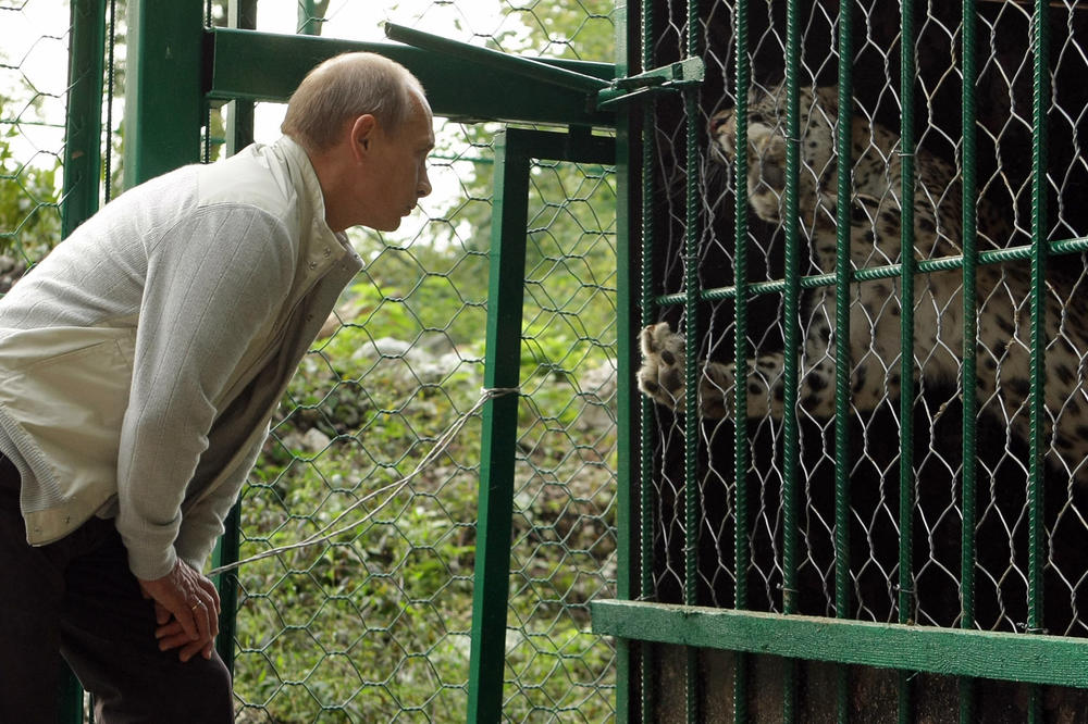 I leopardi rade za Putina! Poljski zoo vrt osumnjičen da je ruska peta kolona (FOTO)