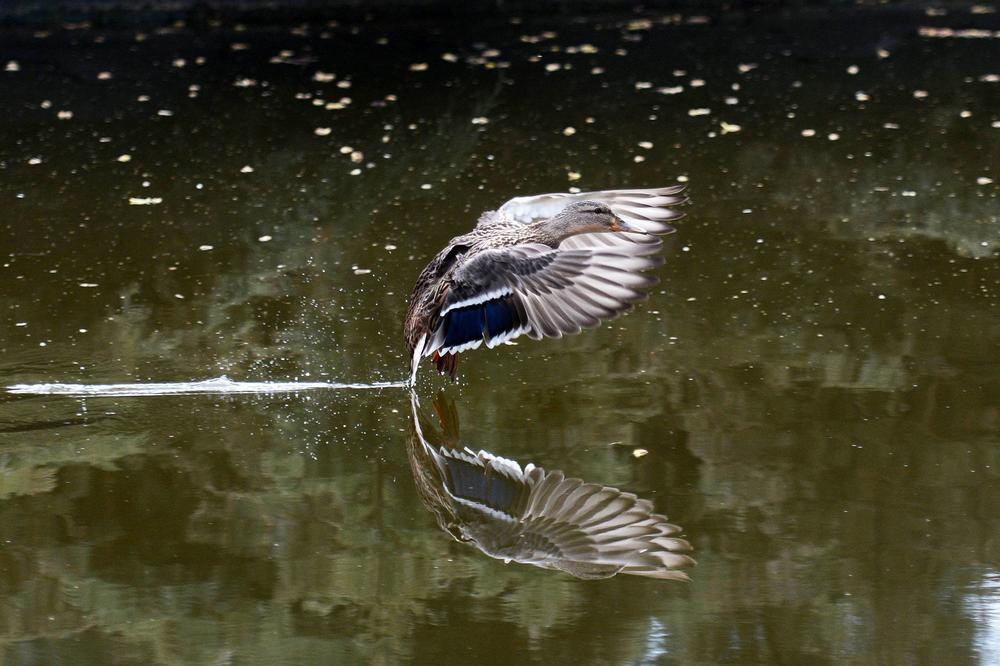 Verovali ili ne! Džinovska riba jede patku u jednom zalogaju! (FOTO)(VIDEO)