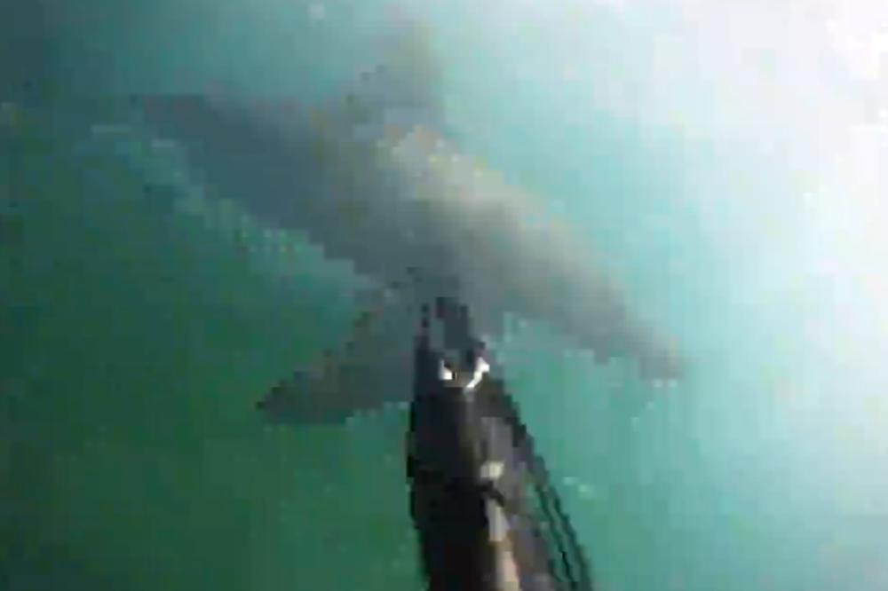 Neviđeno: Ronilac snimio kako ga napada velika bela ajkula! (VIDEO)