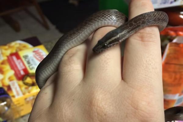 Zmijica kao ljubimica? Posle ovih snimaka postaće vam skroz gotivne! (VIDEO)