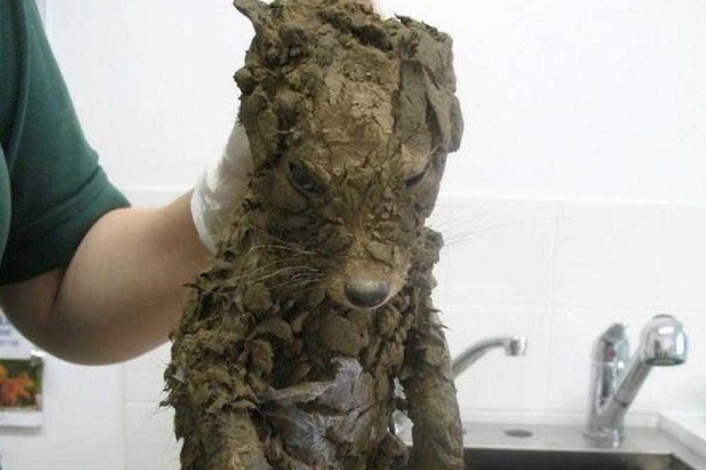 Pronašli su misteriozno biće u blatu! Frapirali su se kad su ga okupali! (FOTO)