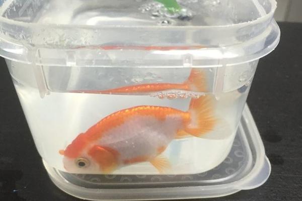 Šta je sa mozgom? Za operaciju zlatne ribice dala brdo para?!(FOTO)