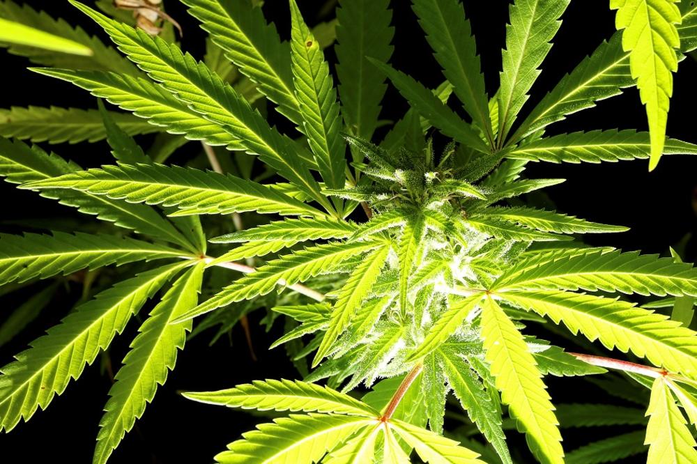 Hoćete li sada ići češće? Nemačka legalizovala kanabis!