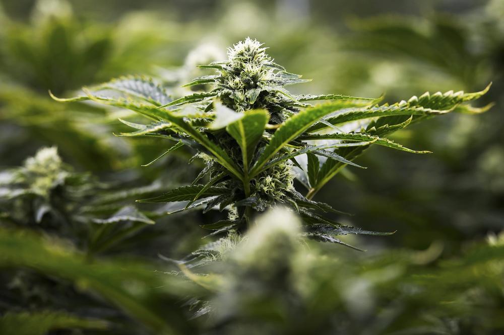 DOZVOLJEN UZGOJ KANABISA U "ČETIRI ZIDA": Prva zemlja u Evropi koja legalizuje proizvodnju i konzumiranje marihuane