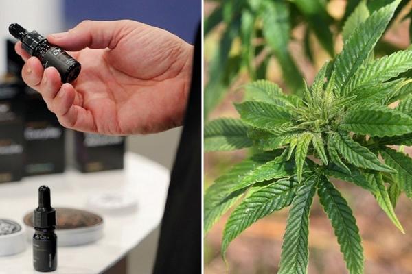 Da li je ulje kanabisa opasna prevara ili čudotvorni lek? Ne nasedajte na priče čiji je jedini cilj da zarade na očajnima! (FOTO)