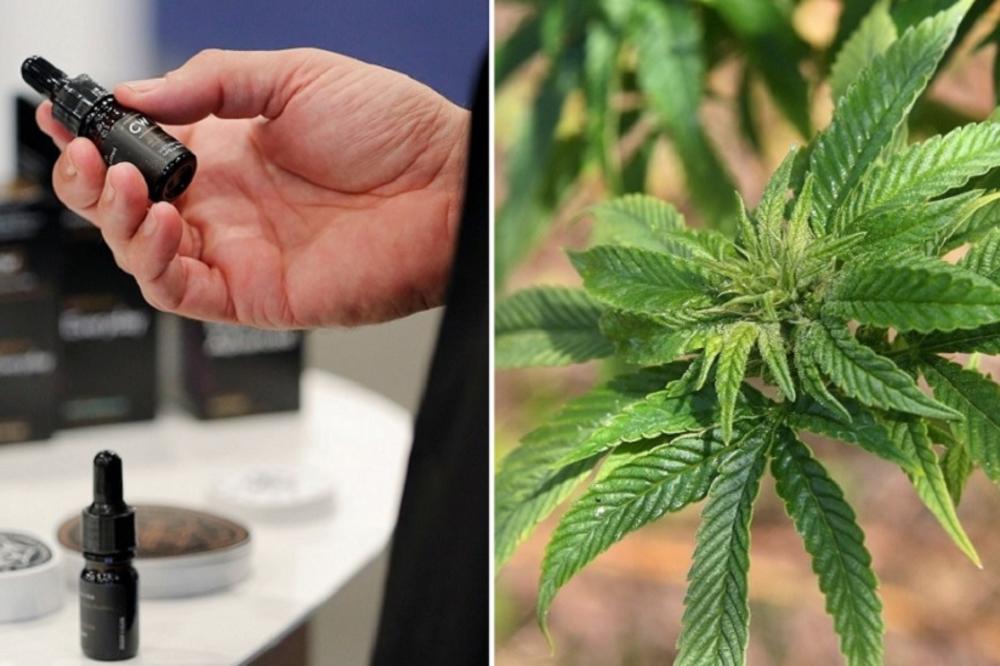 Da li je ulje kanabisa opasna prevara ili čudotvorni lek? Ne nasedajte na priče čiji je jedini cilj da zarade na očajnima! (FOTO)