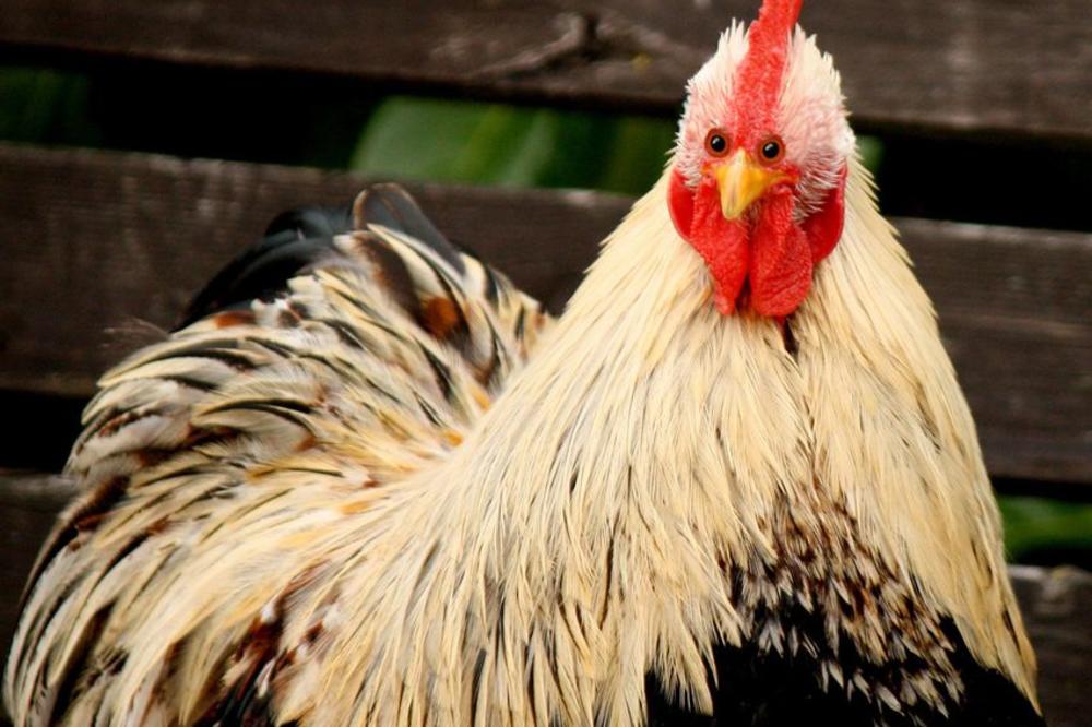 UŽAS U KIKINDI: Žena je zatekla muža kako OPŠTI sa kokoškom?!