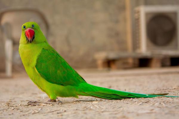 Ptica mu imitirala ljubavnicu: Papagaj dahtao, žena ga provalia! Da li je ovaj čovek najveći baksuz?