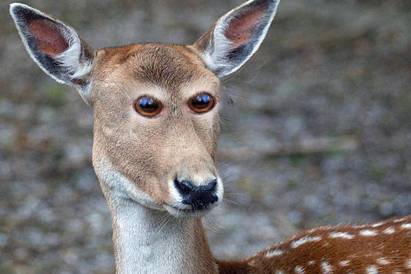 9 životinja koje nikako ne gledajte u oči! Da ne biste umrli od smeha! (FOTO)