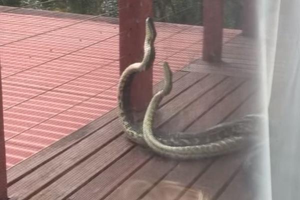 Zmijuge im bleje ispred kuće:  Posle ovoga, biće vam drago što ne živite u zemlji gde je to normalno! (VIDEO)