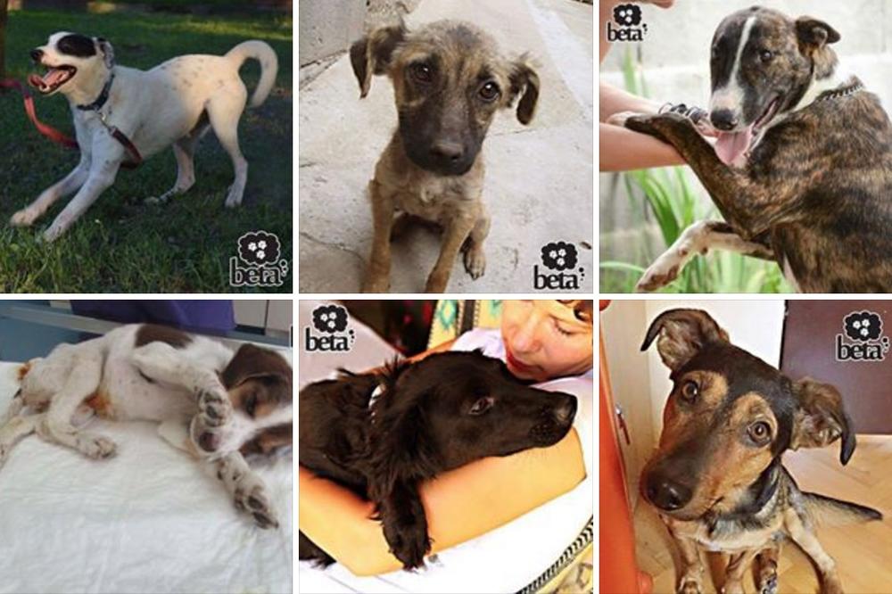 Za jednu kampanju iz Srbije čuće ceo svet! A i vi možete da je podržite jednim klikom! (FOTO)