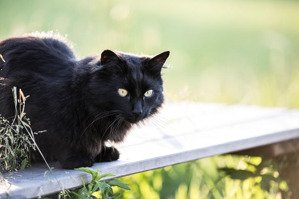 Kako preživeti prelazak crne mačke preko puta? Svi svetski običaji za odbranu od zlih sila (FOTO) (GIF)