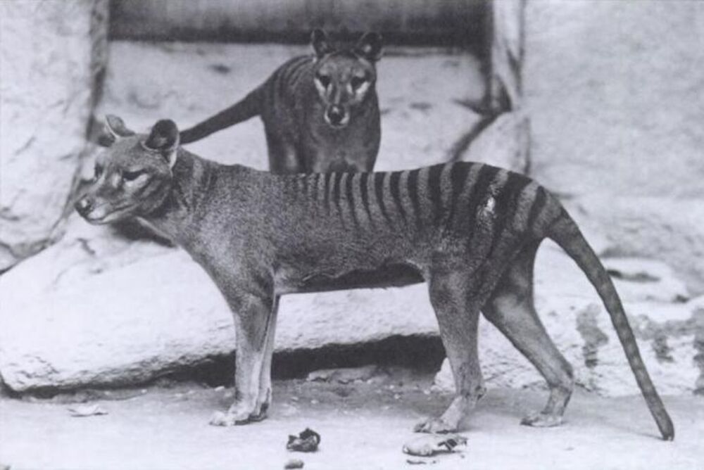 Tasmanijski tigar