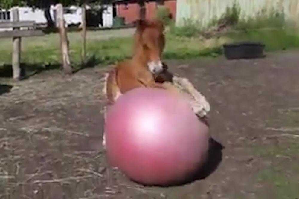 Ima dve leve, ali i dve desne noge i prvoligaši će se otimati oko njega! (VIDEO)