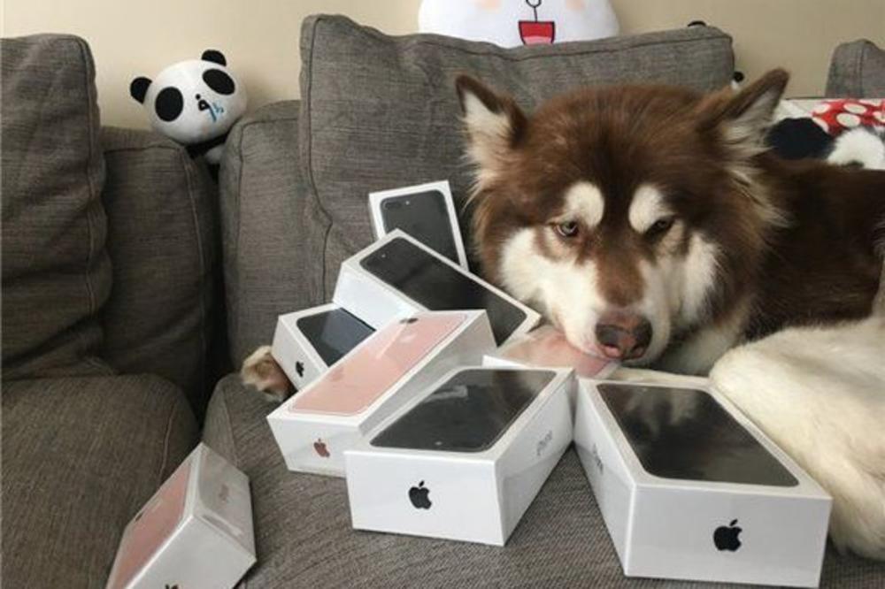 Neki nemaju ni za hleb, a ovaj pas je od gazde dobio 8 novih modela Ajfon 7! (FOTO)