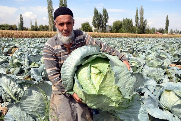 Kakve li su tek sarme od njih? Turcima nikao kupus od 40 kilograma! (FOTO)