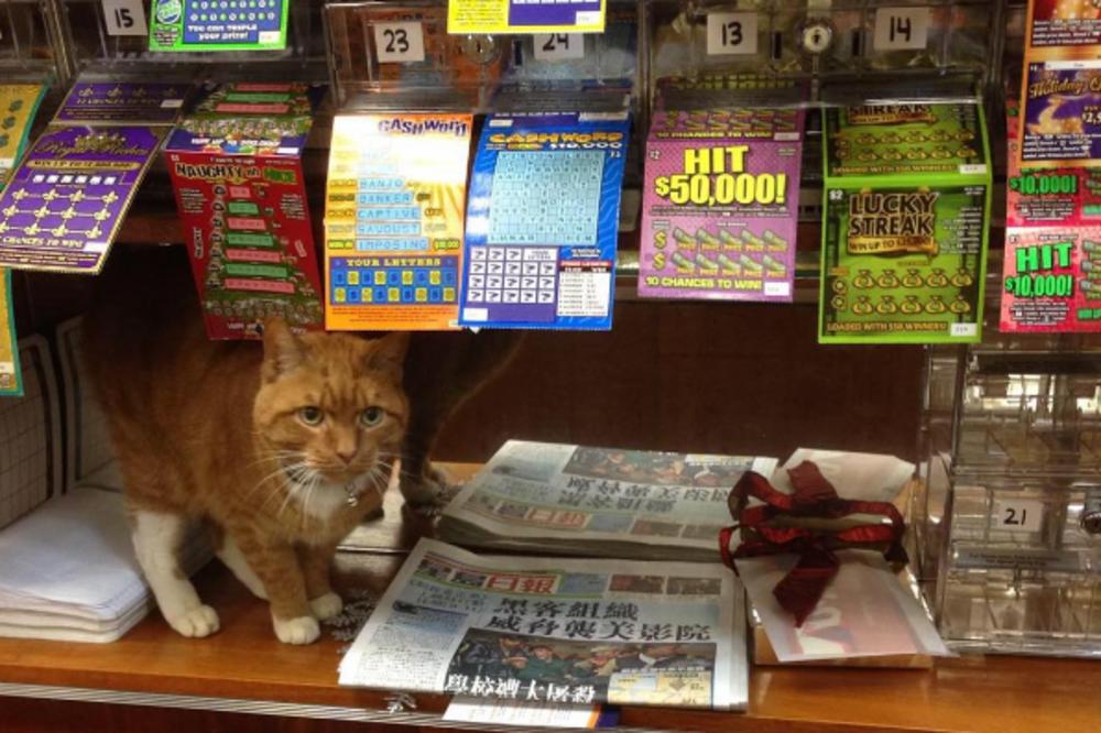 Najslađi trgovac: Ovaj macan radi već 9 godina u prodavnici bez slobodnog dana! (FOTO)