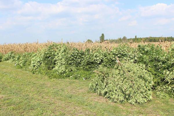 Policija u Mrčajevcima zaplenila 20 kilograma skanka, uhapšen Mladenovčanin!