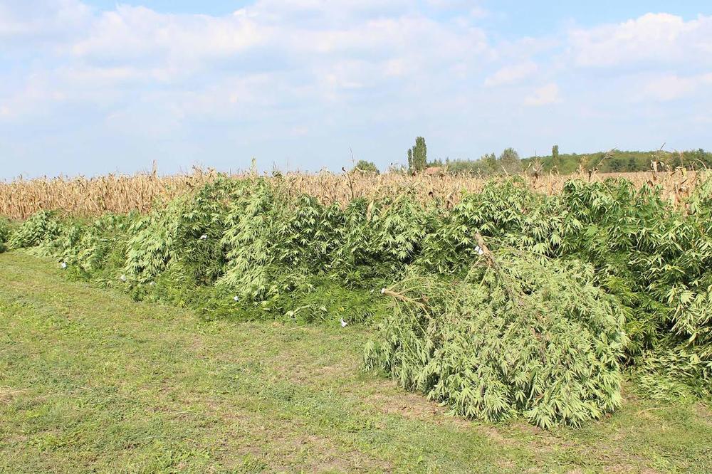 Policija u Mrčajevcima zaplenila 20 kilograma skanka, uhapšen Mladenovčanin!