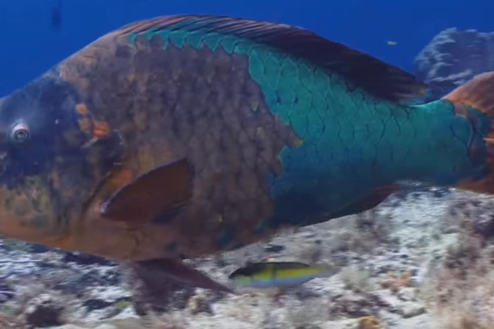 Zbog jedne stvari koju radi ova riba zgadiće vam se letovanje na tropskim plažama! (VIDEO)