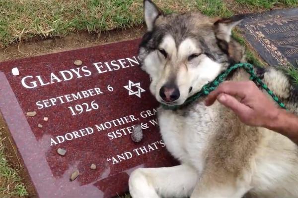 Kuca jeca i plače na grobu vlasnika: Ovako potresnu scenu odavno niste videli! (VIDEO)