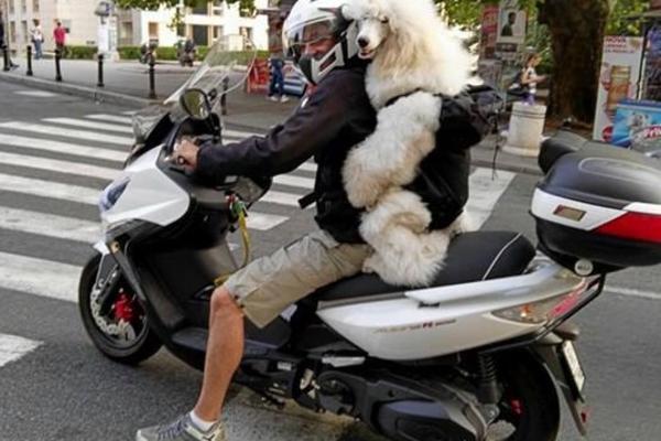 Ništa slađe niste videli na BG ulicama. Par koji mami poglede i osmehe! (FOTO)