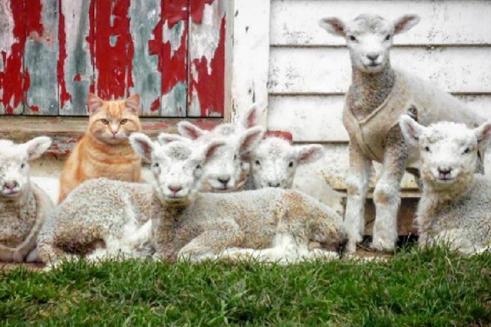 OD IGLE DO LOKOMOTIVE: U registru založnih prava 187.171 predmet! Najpopularniji zalog OVACA