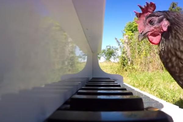 Kokošija sonata: Koka kljuca kao Mocart! (VIDEO)