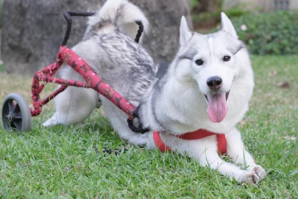 Maja je rođena bez nogu, ali to je nije sprečilo da trči za loptom svakog dana! (FOTO) (VIDEO)