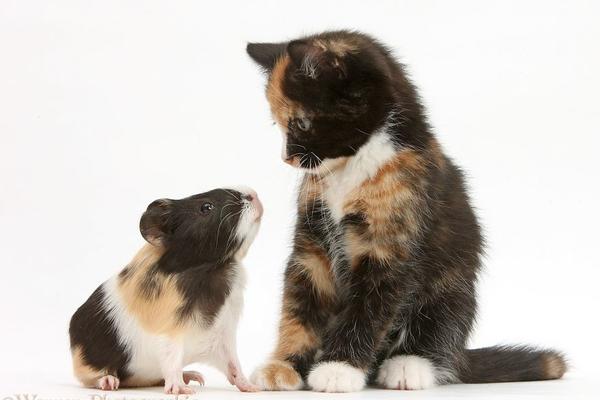 15 životinja blizanaca, ali od  različite sorte: Kao da ih je jedna majka rodila (FOTO)