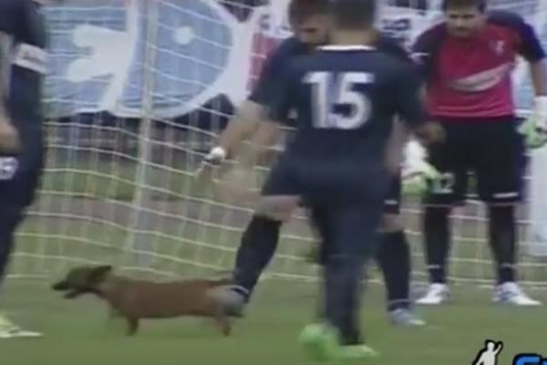 Mali huligan: Preslatki psić uleteo na teren i prekinuo meč Superlige! (VIDEO)