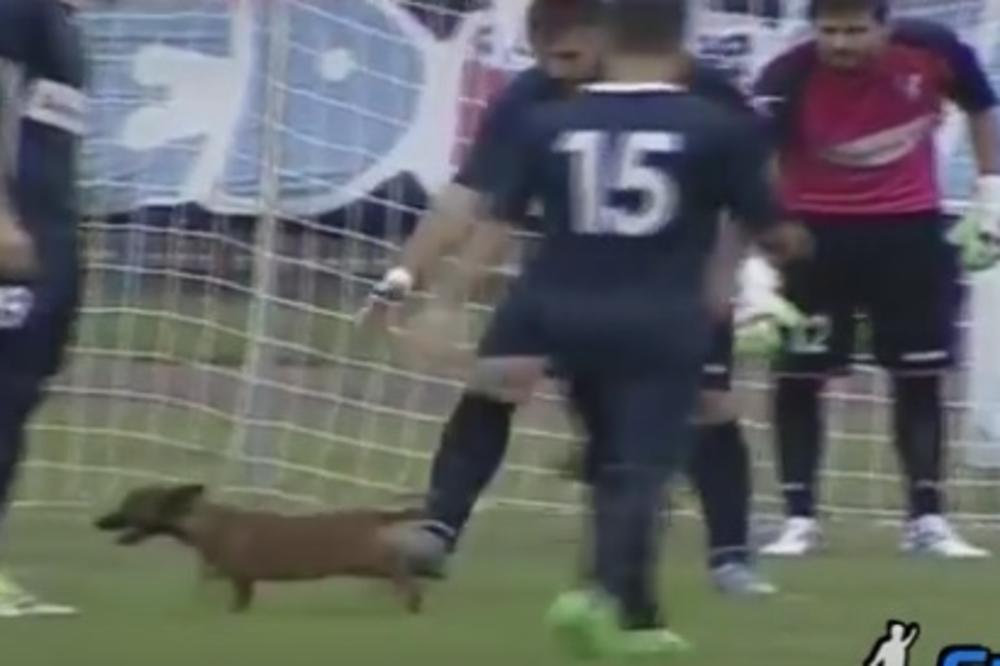 Mali huligan: Preslatki psić uleteo na teren i prekinuo meč Superlige! (VIDEO)