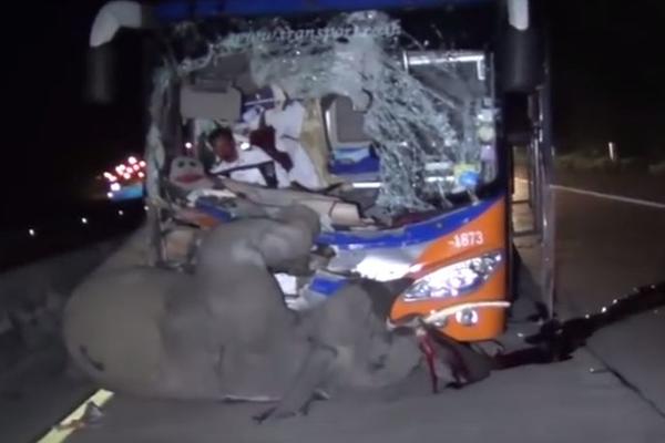 Tuga: Dvospratni autobus naleteo na slona i usmrtio ga na licu mesta (UZNEMIRUJUĆI VIDEO)