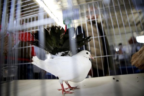 Indijci uhapsili goluba pismonošu! Poruka koju je nosio pretnja premijeru!