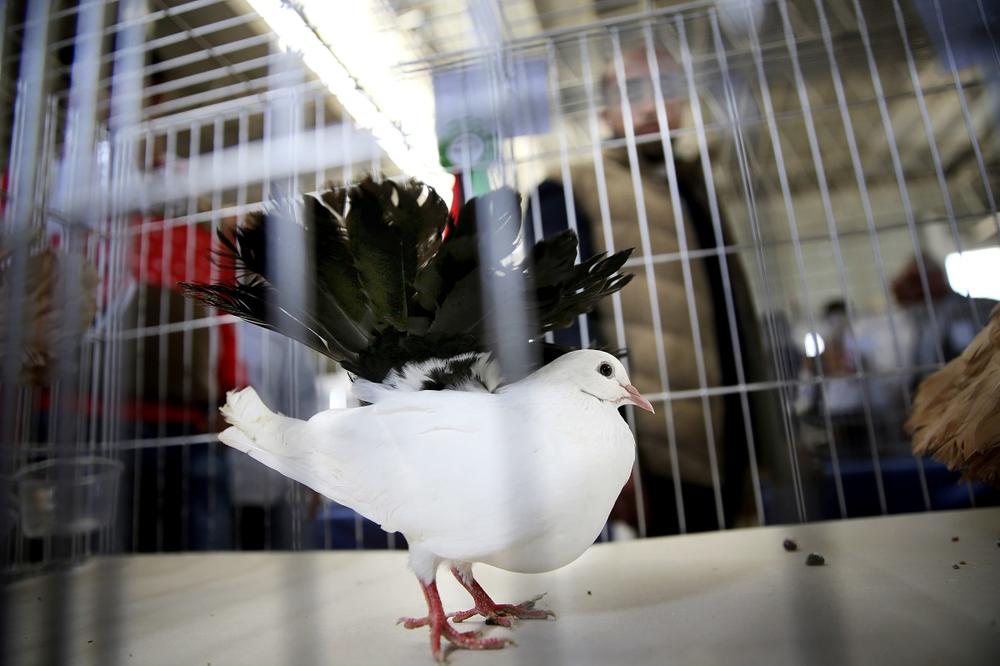 Indijci uhapsili goluba pismonošu! Poruka koju je nosio pretnja premijeru!