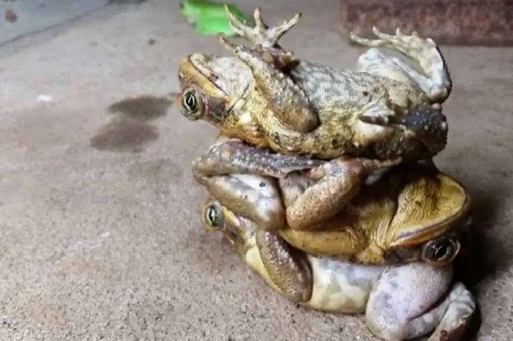 Žabilonska kula: Ovako dokoni Australijanci ubijaju vreme! (VIDEO)