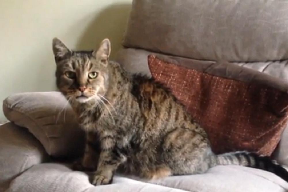 Natmeg je najstariji mačak na svetu: Ima 31 godinu ili neverovatnih 141 mačijih godina! (VIDEO)