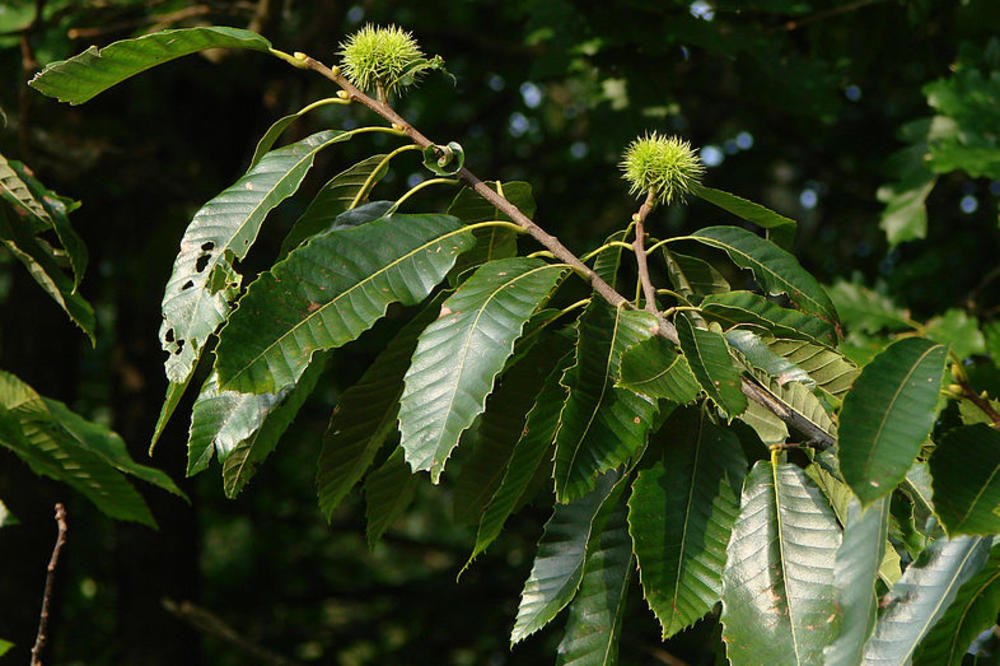 Gordani su ovi plodovi uništili auto u Somboru: Pali sa drveta i sve razbili, evo ko plaća štetu u ovom slučaju!