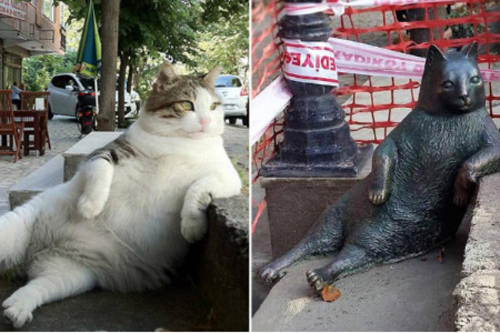 NAJORIGINALNIJI MAČAK ISTANBULA: Za njega zna ceo svet, a oduševićete se kad vidite zašto! (FOTO)