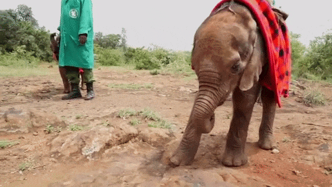 Ovo slonče je izgubilo mamu, ali je onda pronašlo čudnovatog najboljeg druga! (FOTO) (VIDEO)
