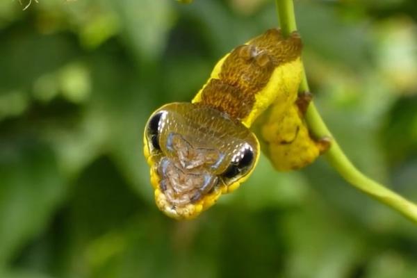 Da li znate koja je ovo krvoločna zverka? Ne, nije to što mislite, još je gore od toga! (VIDEO)