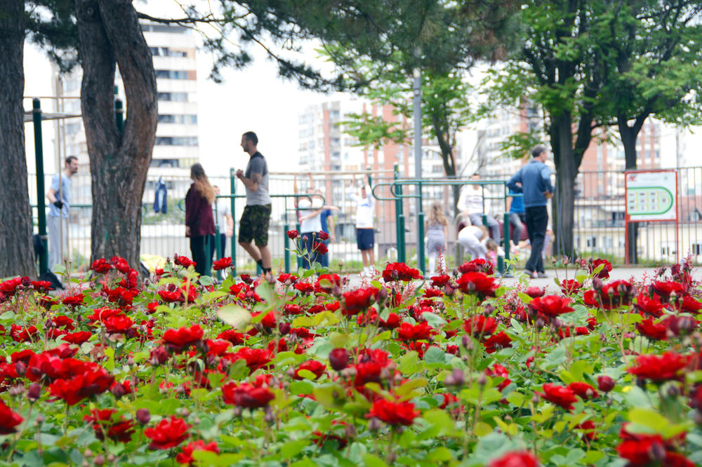 Tašmajdanski park postaje pijaca? Bildere i porodice zameniće jabuke i kupus?