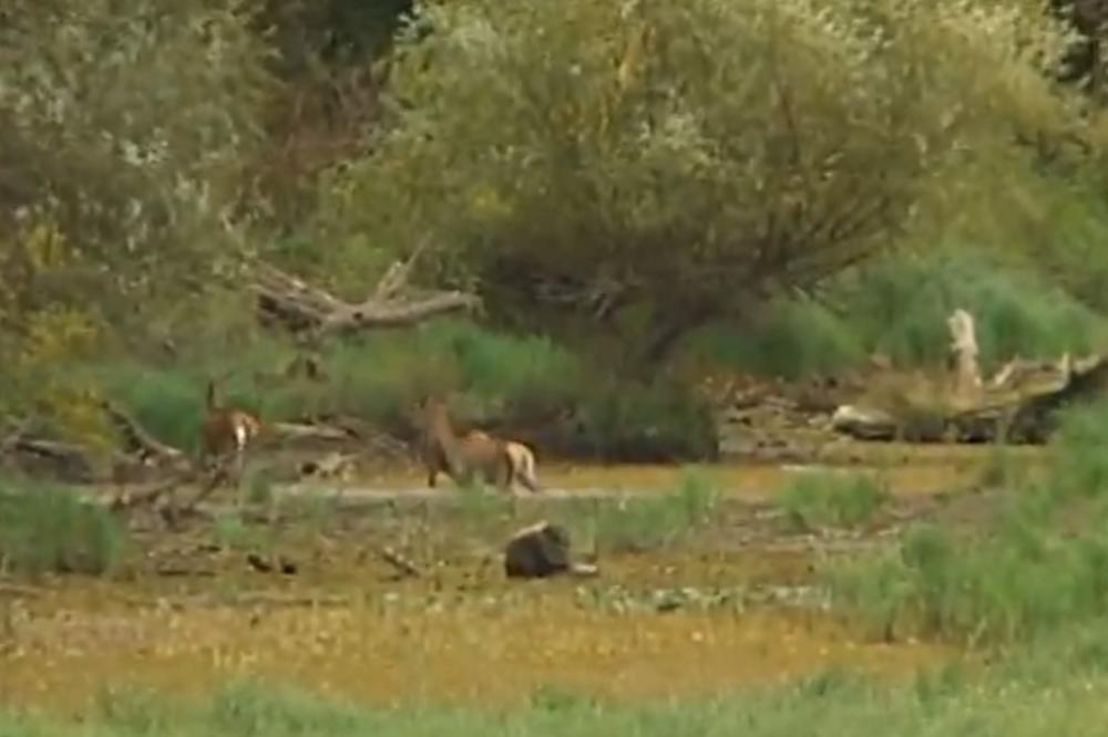 DONJI DEO TELA MU JE POTPUNO IZGOREO: U šumi kod Rijeke nađen spaljen Francuz, policija prati ove tragove!