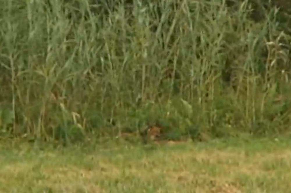 Košmar iz Apatina: Jezivi zvuk od kojeg vas prolazi jeza krene čim padne mrak! (FOTO)